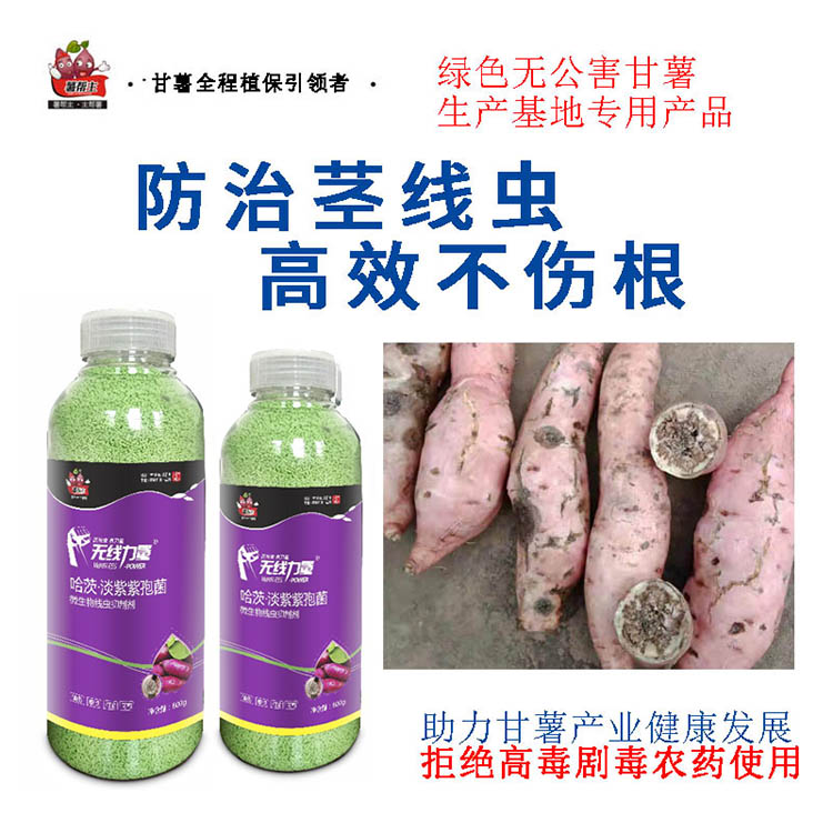 甘薯茎线虫防治无线力量薯帮主红薯根结线虫噻唑膦