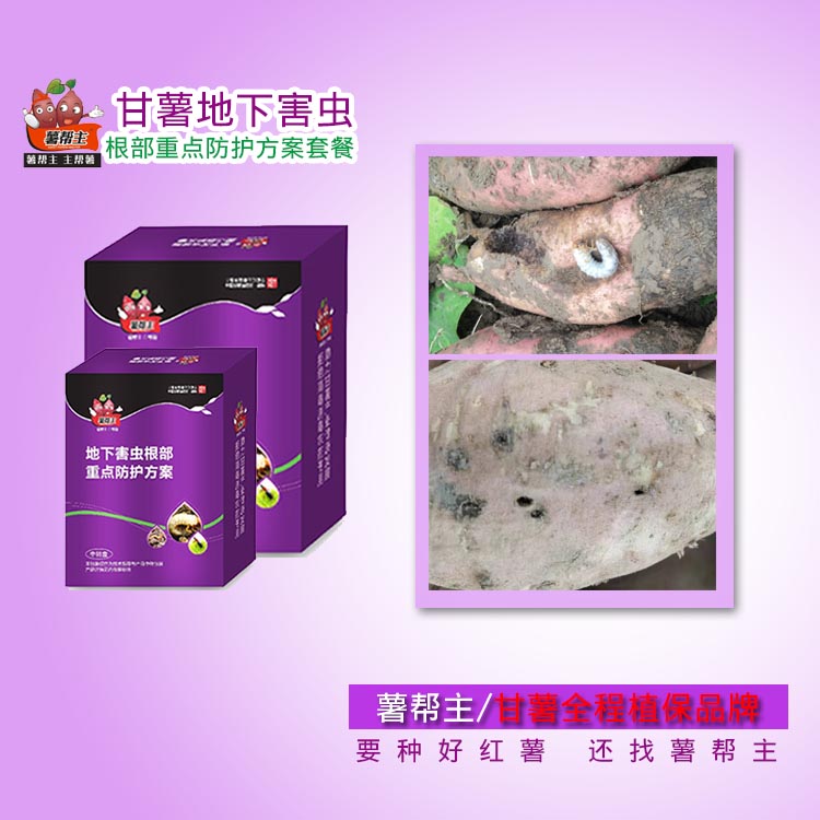 薯帮主红薯地下害虫防治小象甲金针虫防治