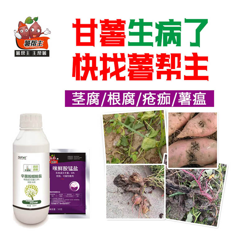 甘薯根腐病黑斑病薯瘟前几天防控方案薯帮主