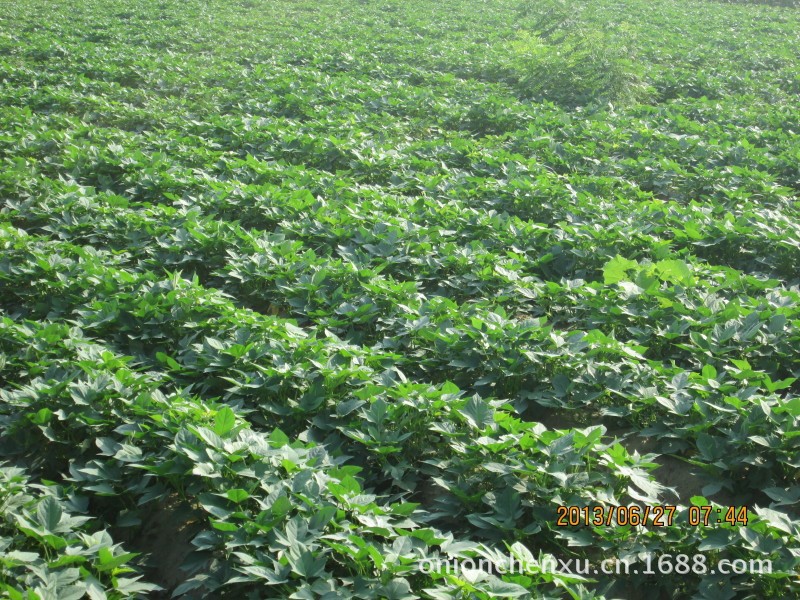 为什么不建议整地期撒颗粒杀虫剂进行红薯地下害虫的预防