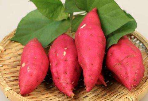 红薯病毒病的表现症状有哪些？