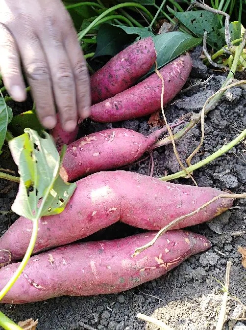 薯帮主提醒8月红薯控旺这些要注意