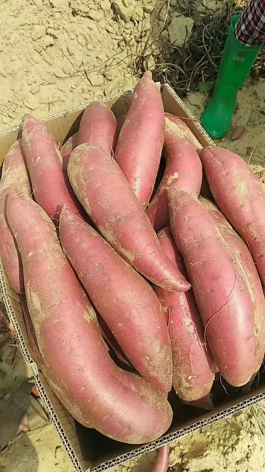 红薯控旺为什么不建议人工翻秧——薯帮主植保