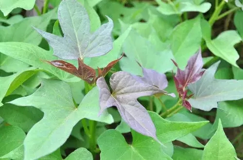 红薯控旺8月份几点注意事项——薯帮主植保